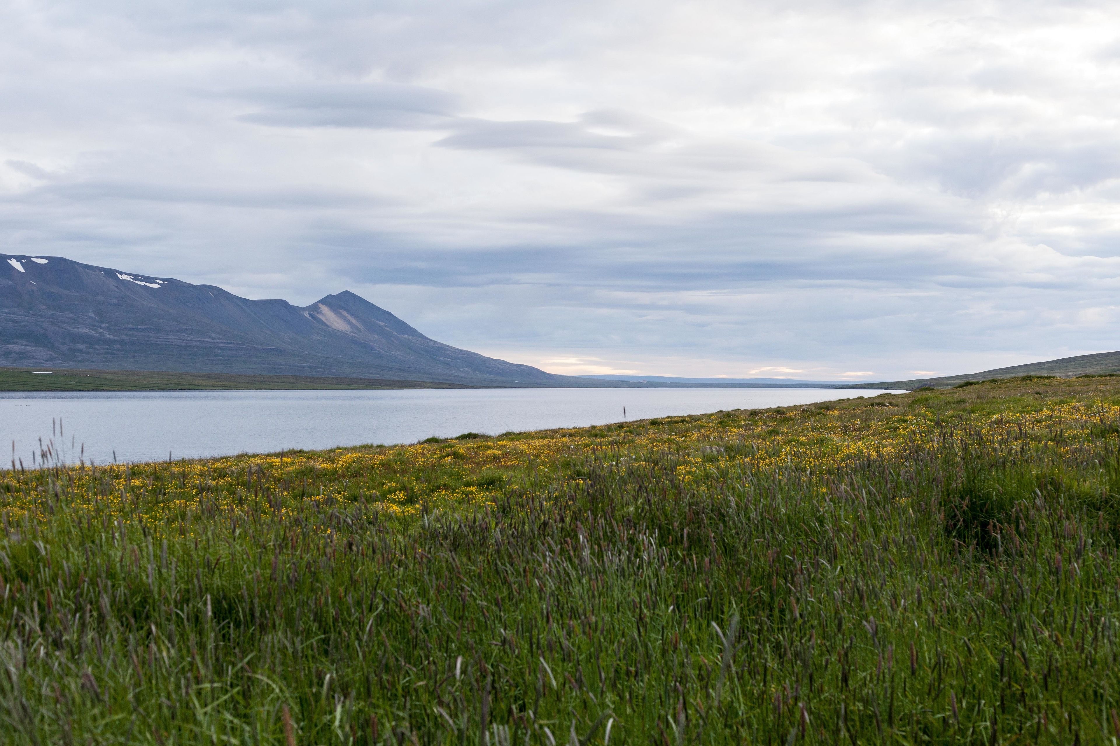 A natural landscape with a lake, mountains, and a grassy field with yellow flowers.