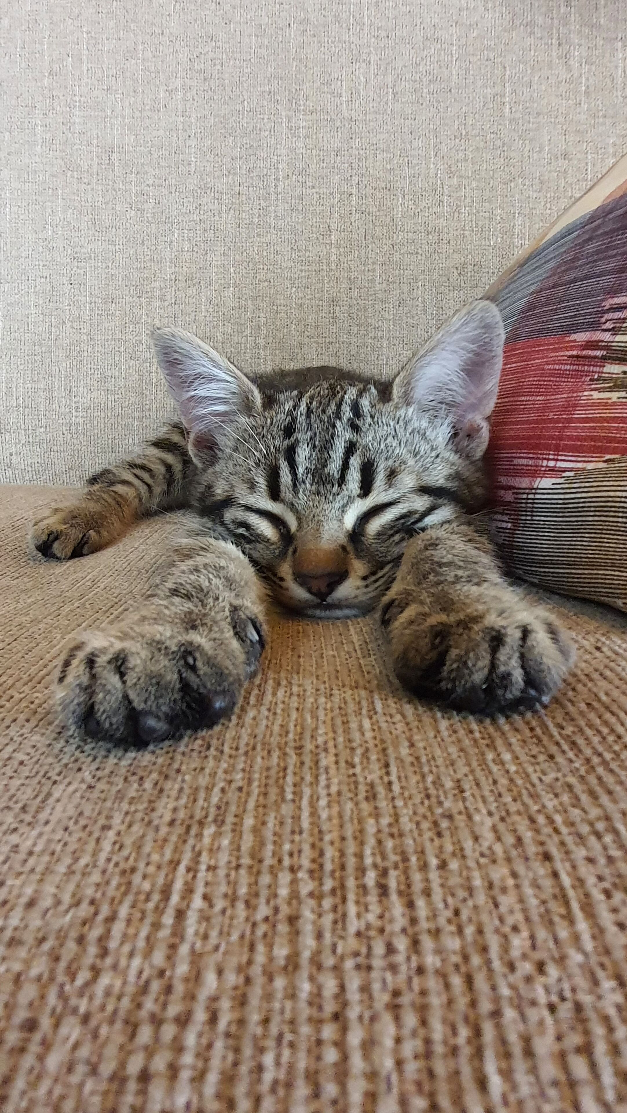 Foto - Karadut Cave Hotel