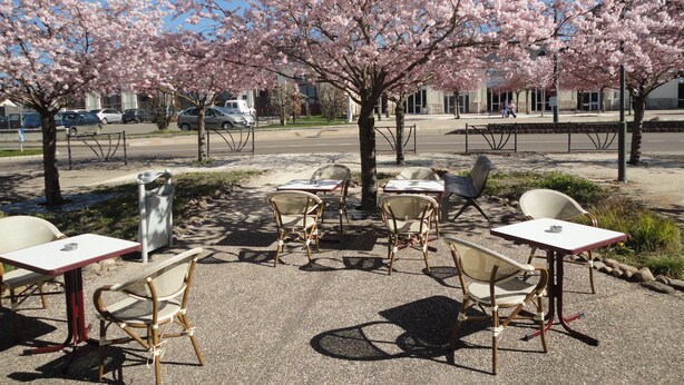 Un espace extérieur aménagé avec des tables et des chaises, entouré de cerisiers en fleurs.