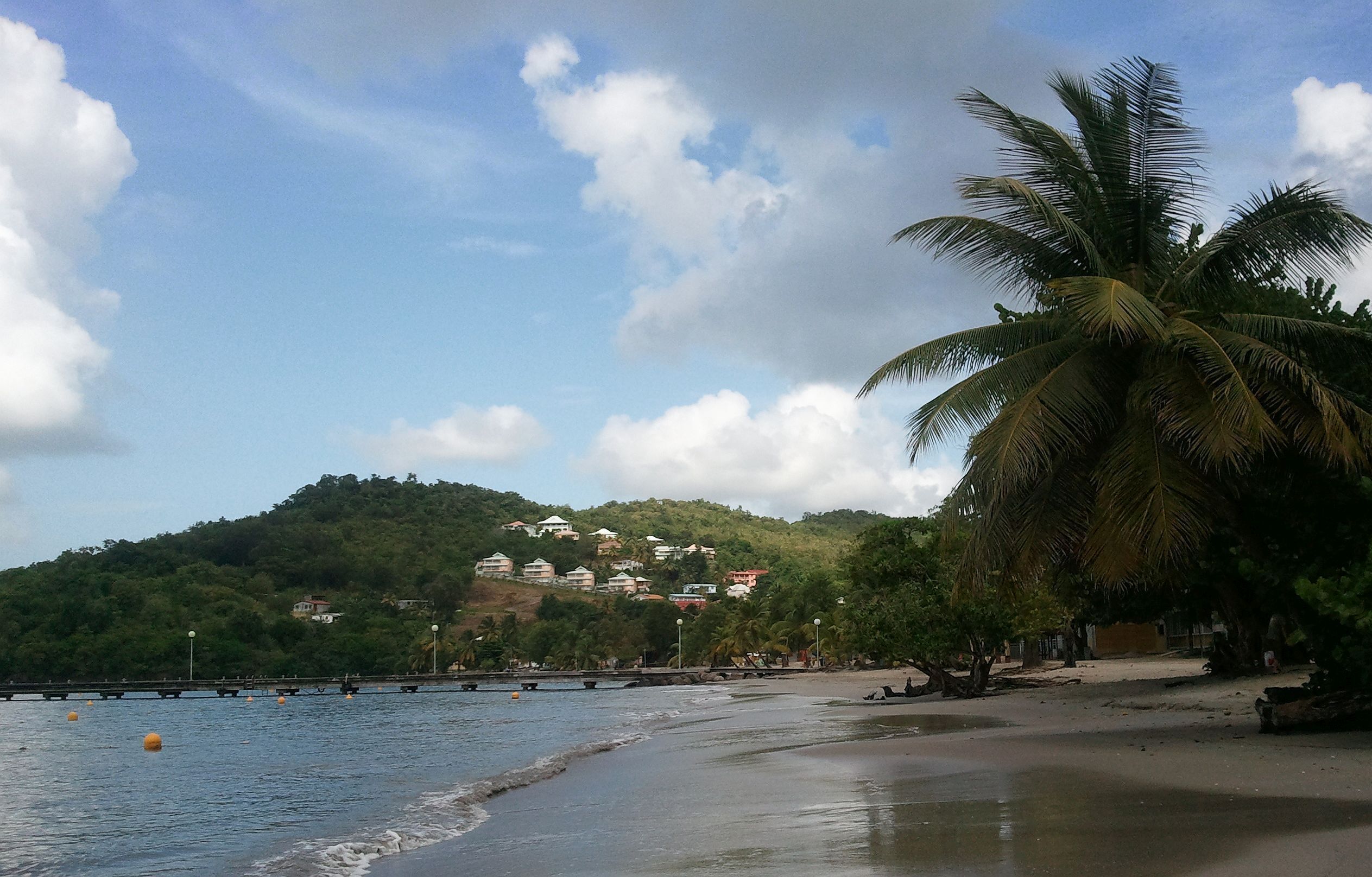A beach with a palm tree, calm water, and houses on a hill in the background.