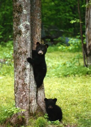 Miscellaneous - 2 Bedroom Lakeside Cabin-Family Fishing Resort-Hayward WI-Chippewa Flowage (Hayward)