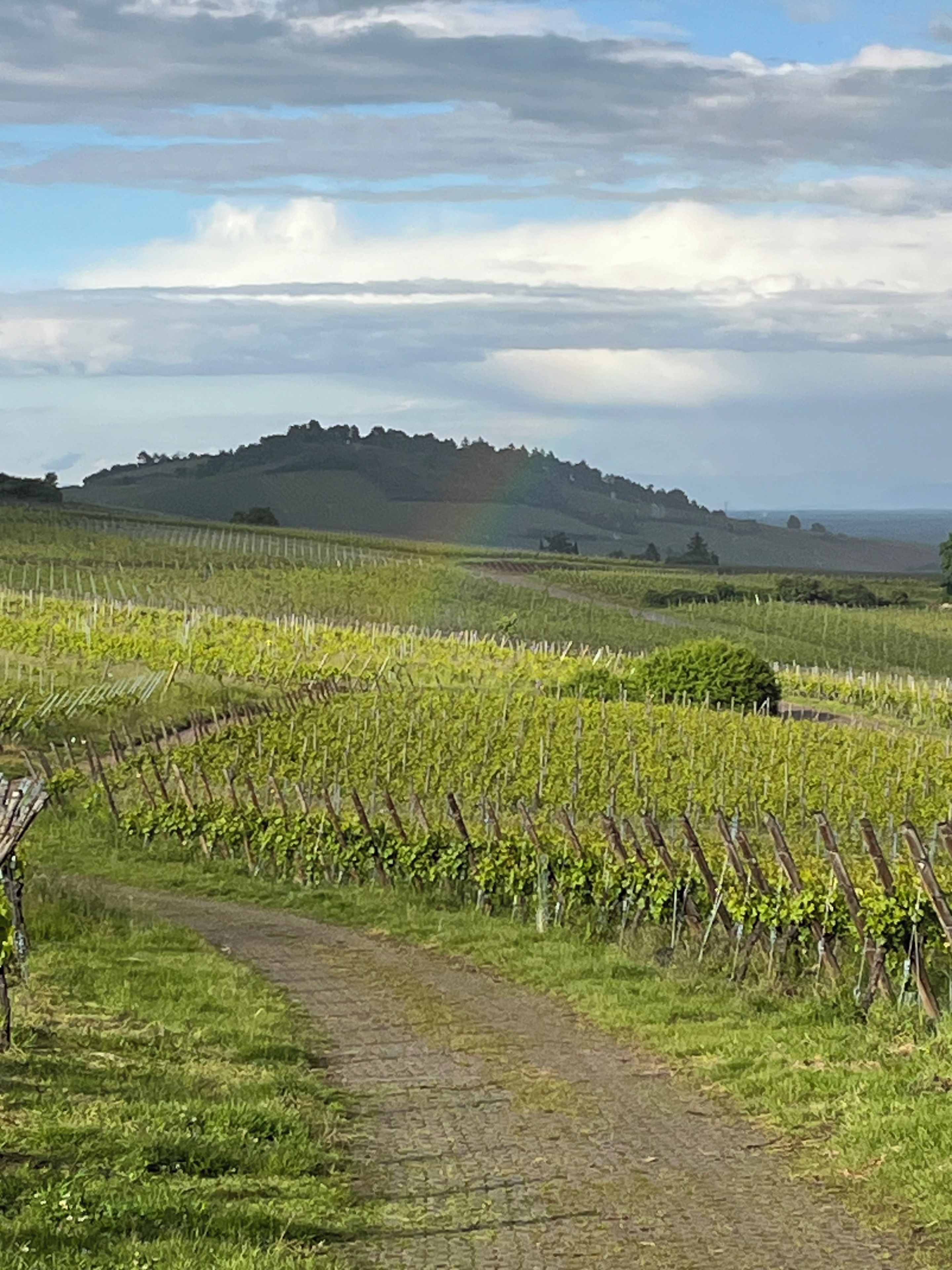 A vineyard with rows of grapevines and a path leading through it.