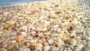 A beach with a wide expanse of pebbles and shells. - Sundial of Sanibel B307, Direct Beachview (Sanibel Island)