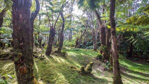 A dense forest with moss-covered trees and a grassy ground. - Hale Mauna Loa Volcano Vacation Getaway-Upper Level Volcanoes National Park  (Volcano)