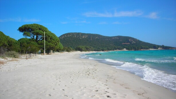 A beach with clear turquoise waters, sandy shore, and a large tree on the left. - PORTO-VECCHIO - 5 MIN FROM PALOMBAGGIA BEACHES<br> (Porto-Vecchio)