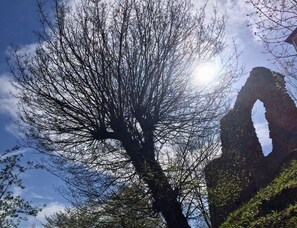 Un arbre qui offre une vue dégagée sur le ciel et une formation rocheuse dotée d’une ouverture en forme d’arche.
