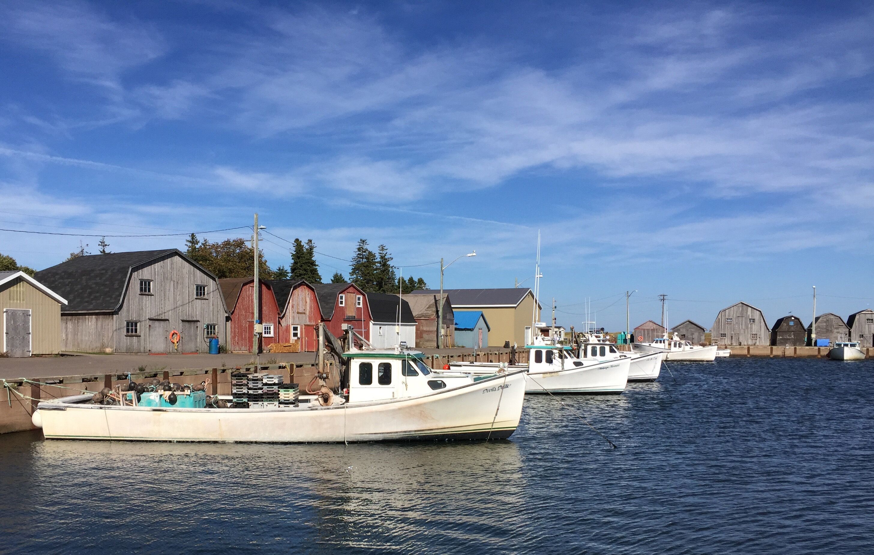 fishing boats resting in the harbour