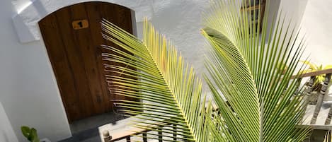 A courtyard with a wooden door, a potted plant, and a staircase.
