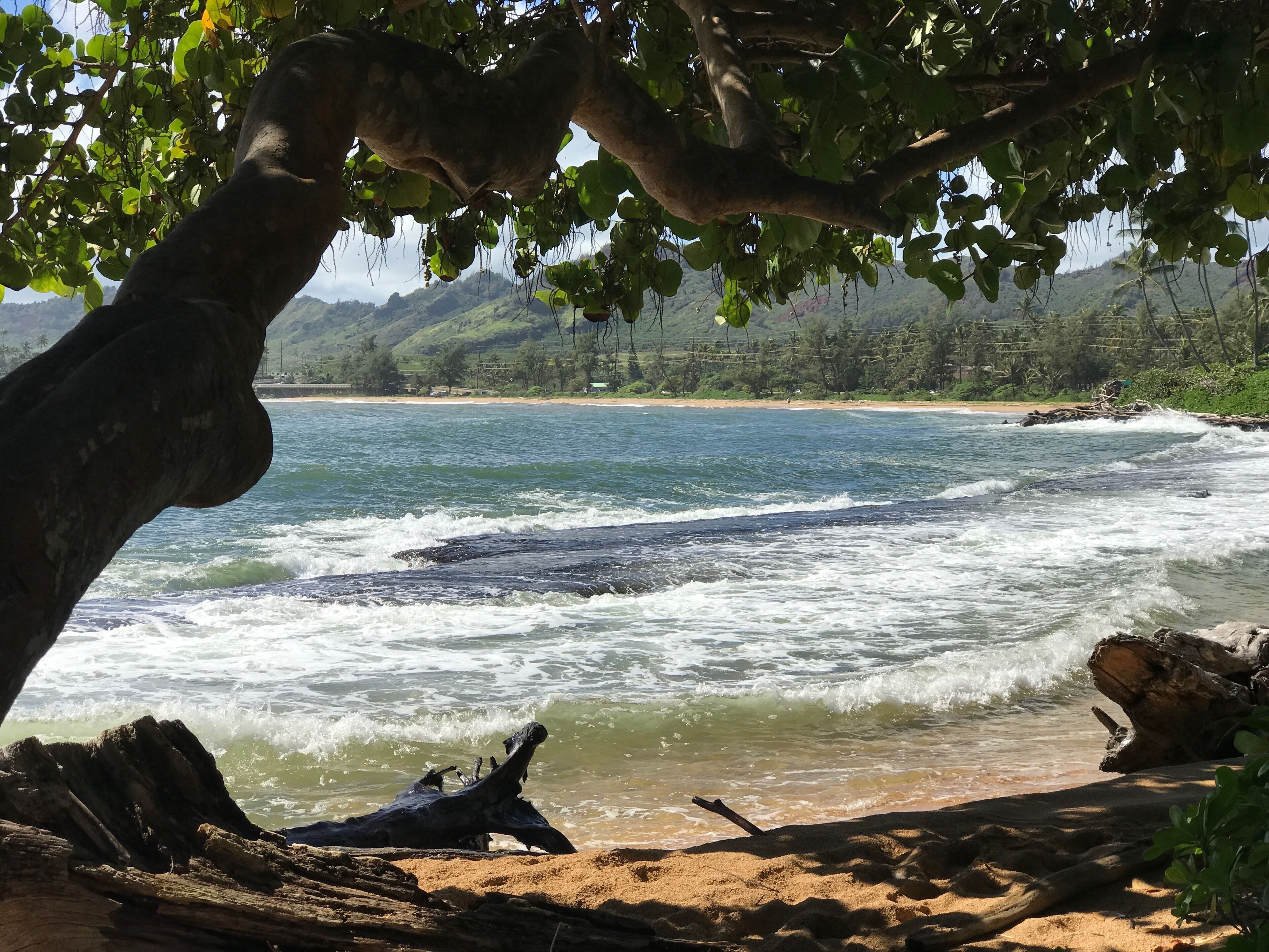 A beach with waves, a tree, and a distant shoreline.