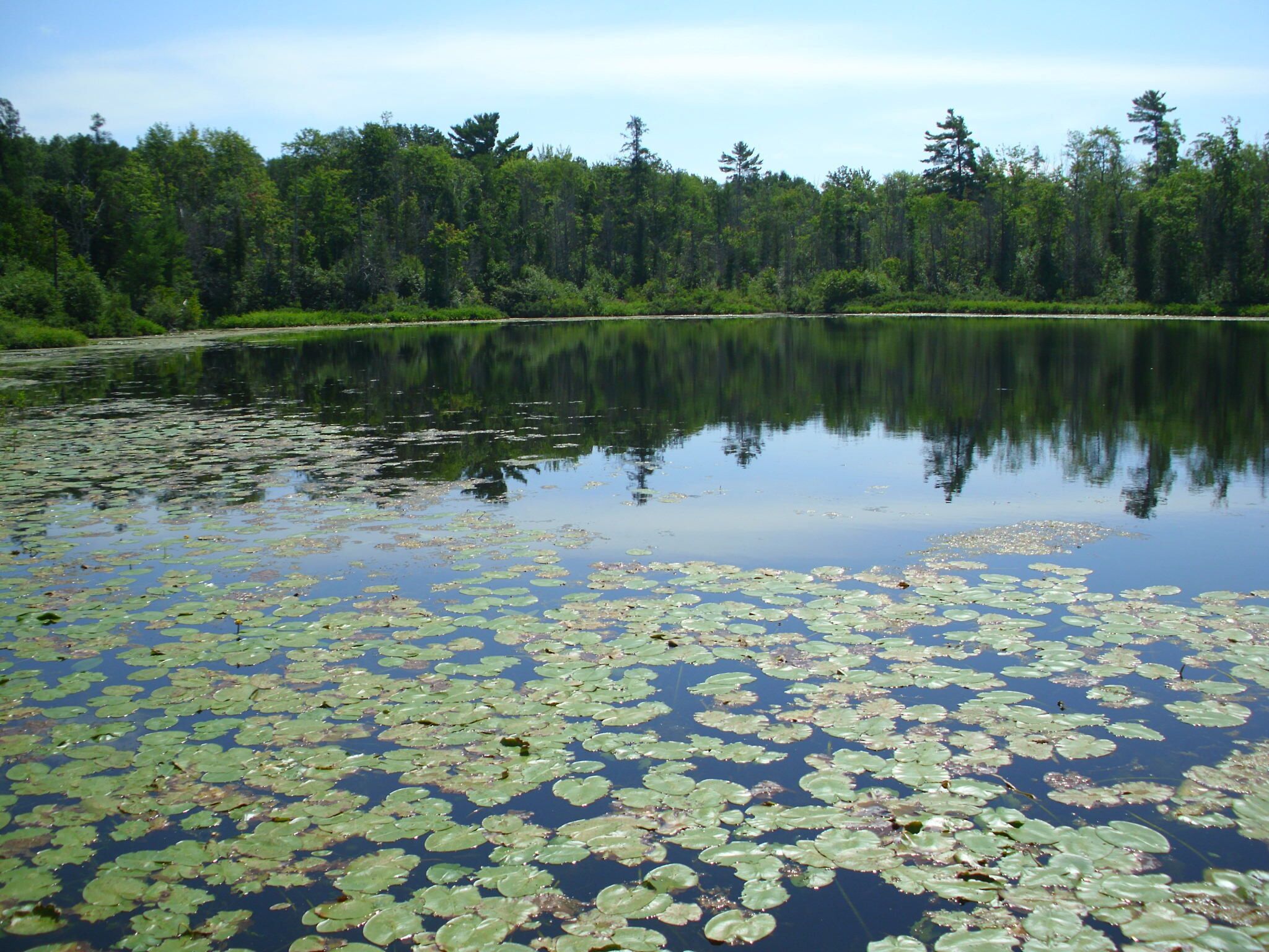 Un lac paisible, parsemé de nénuphars, avec une forêt en arrière-plan.