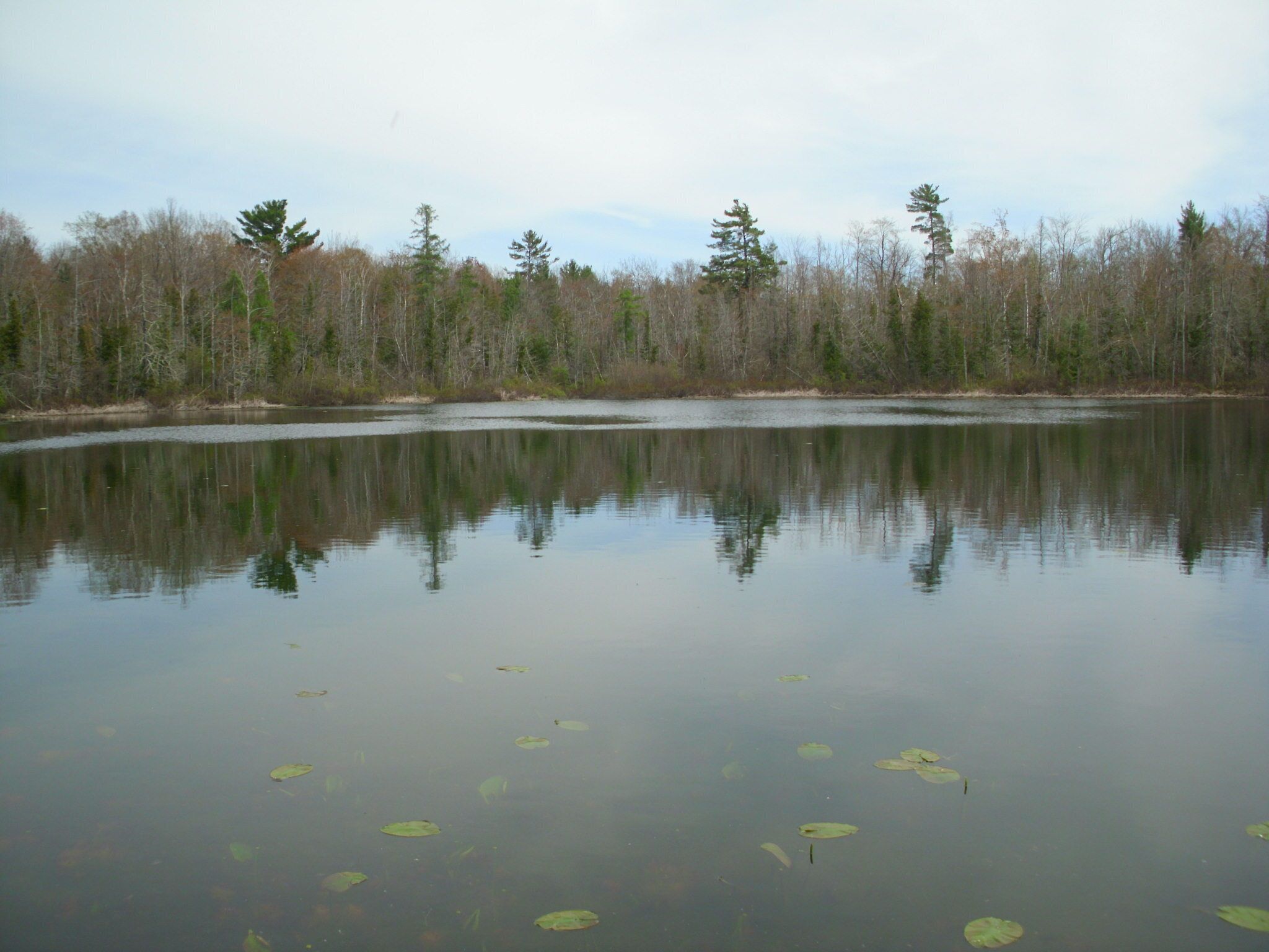 A calm lake with reflections of trees and a clear sky.