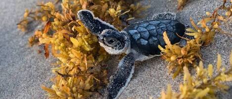 Una tortuga sobre una superficie arenosa con vegetación amarillo verdosa.
