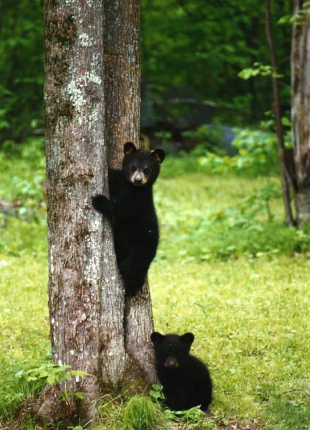 A bear climbing a tree in a forest.