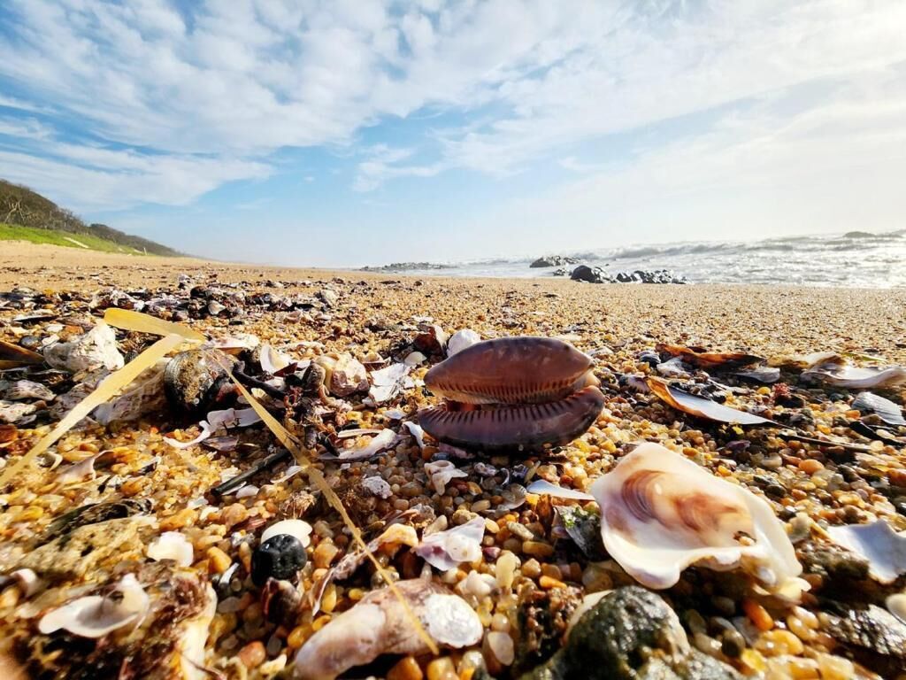 Une plage parsemée de coquillages et de galets, sous un ciel partiellement nuageux.