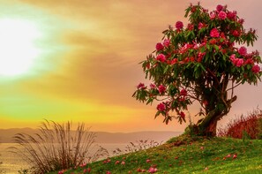A tree with pink flowers and a view of the ocean at sunset.