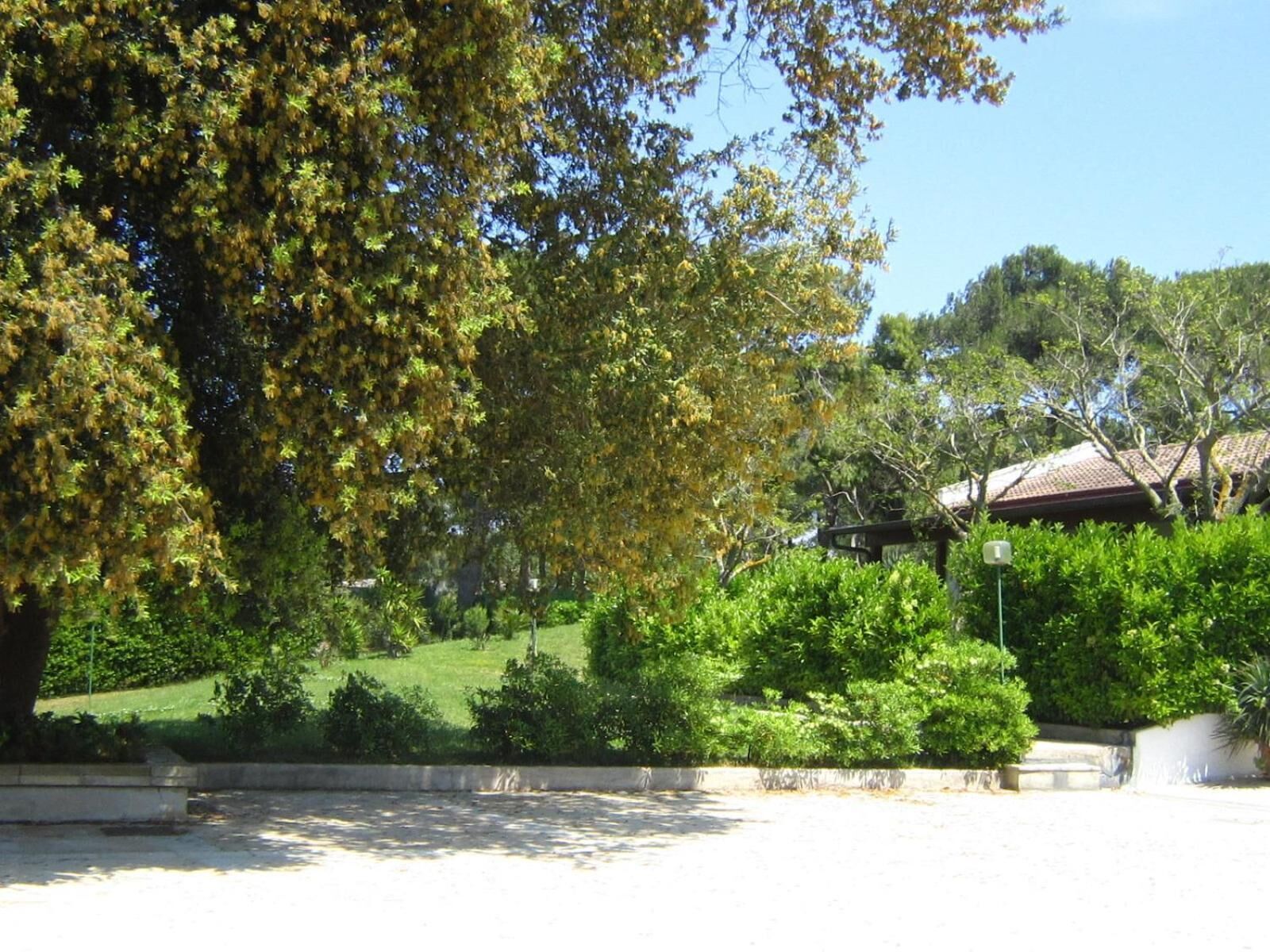 A park with a large tree, a grassy area, and a building with a red roof.