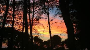 Panorama al tramonto tra gli alberi.