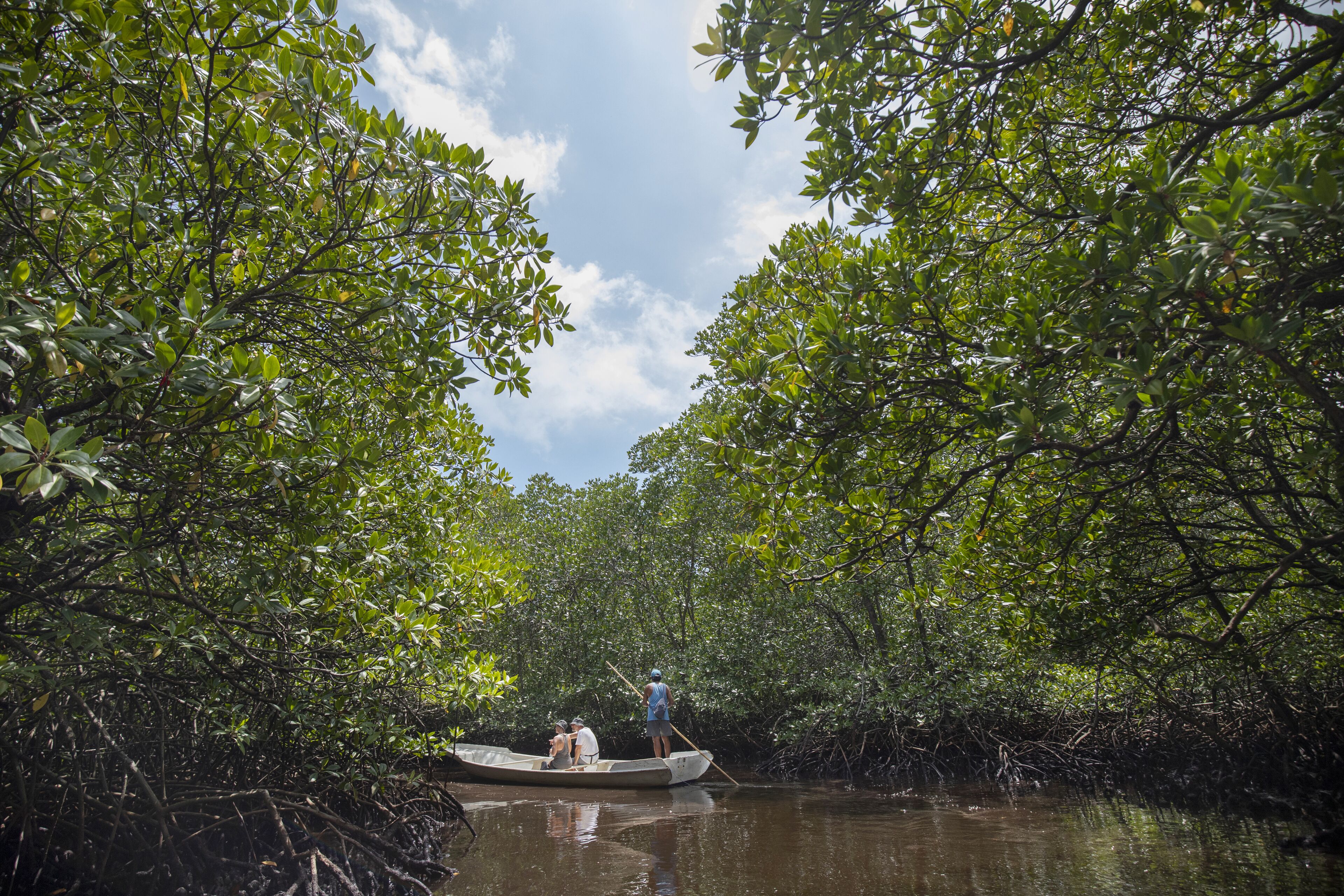 A narrow waterway flanked by dense mangrove trees.
