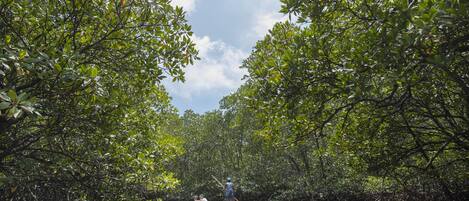 A narrow waterway flanked by dense mangrove trees.
