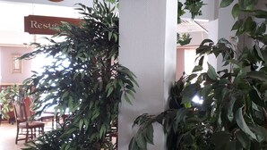 Et hotel lobby med en stor stueplante, et ur og en skiltning til restauranten.