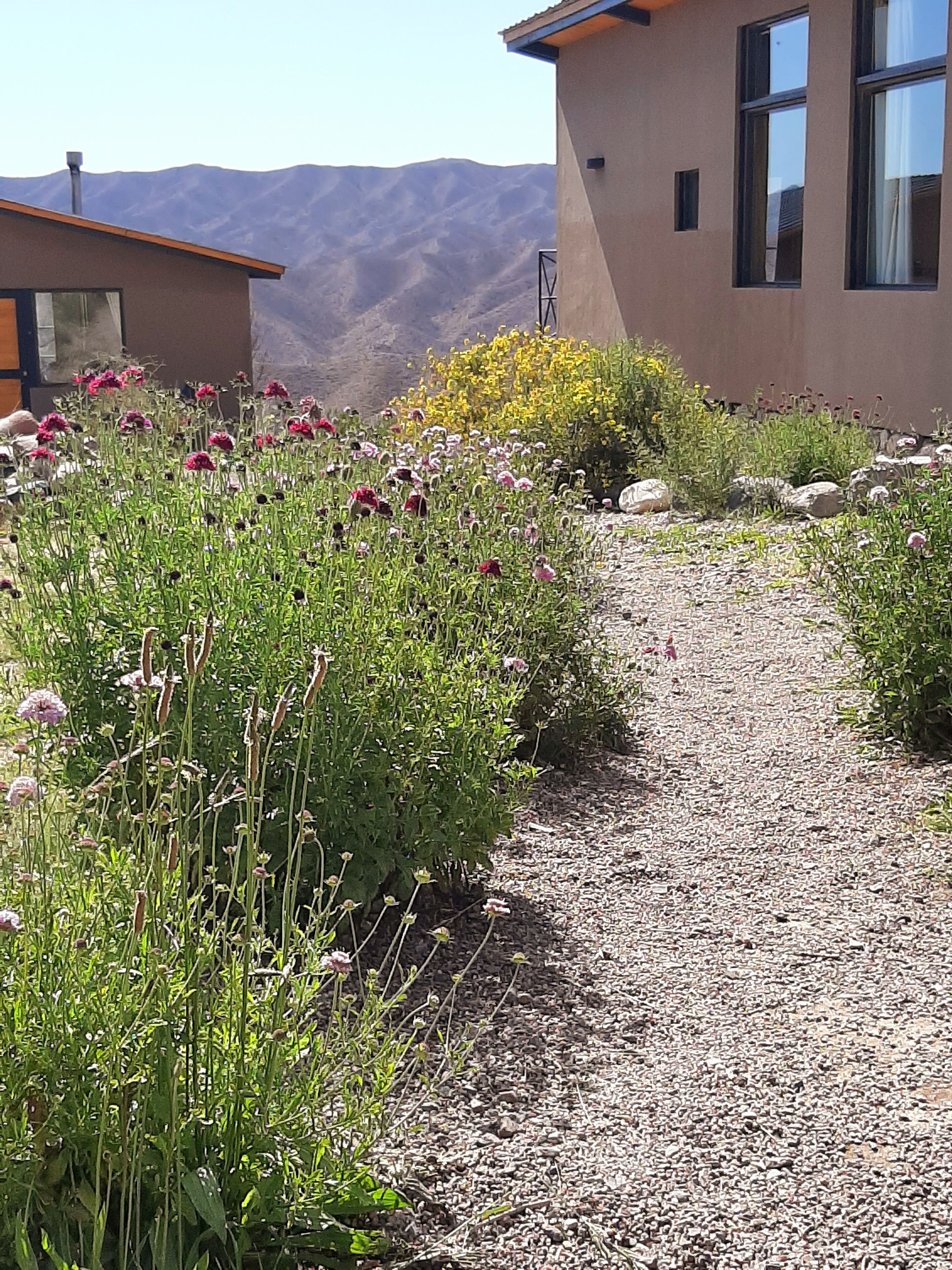 A gravel path leading through a garden with various plants and flowers.