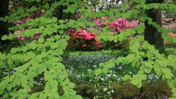 Uma área densa de folhagem verde com uma variedade de plantas e flores, incluindo algumas com flores cor-de-rosa.