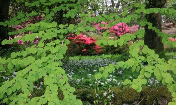 Garden view - Avenue (Isle of Colonsay)