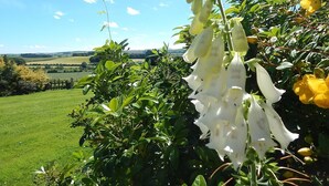 A garden with white flowers and a view of a green field and distant hills. - Edmondston House 163451 (Kelso)
