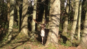 Een hert in een bos met hoge bomen en een grond bedekt met bladeren en takjes.