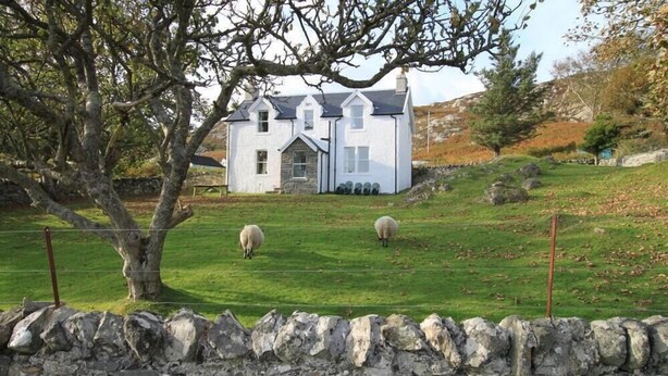 A white house with a stone wall in front, two sheep grazing in the yard, and a tree in the foreground. - Tobaroran (Isle of Colonsay)