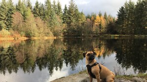 A dog sitting on a rock by a calm lake with trees in the background. - Birch 22 With Hot Tub, Newton Stewart (Newton Stewart)
