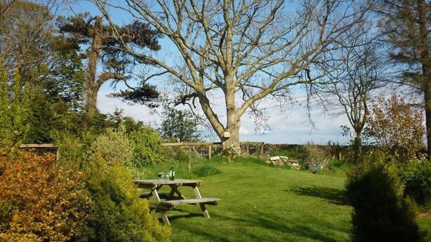 A picnic table in a grassy area with trees and shrubs.