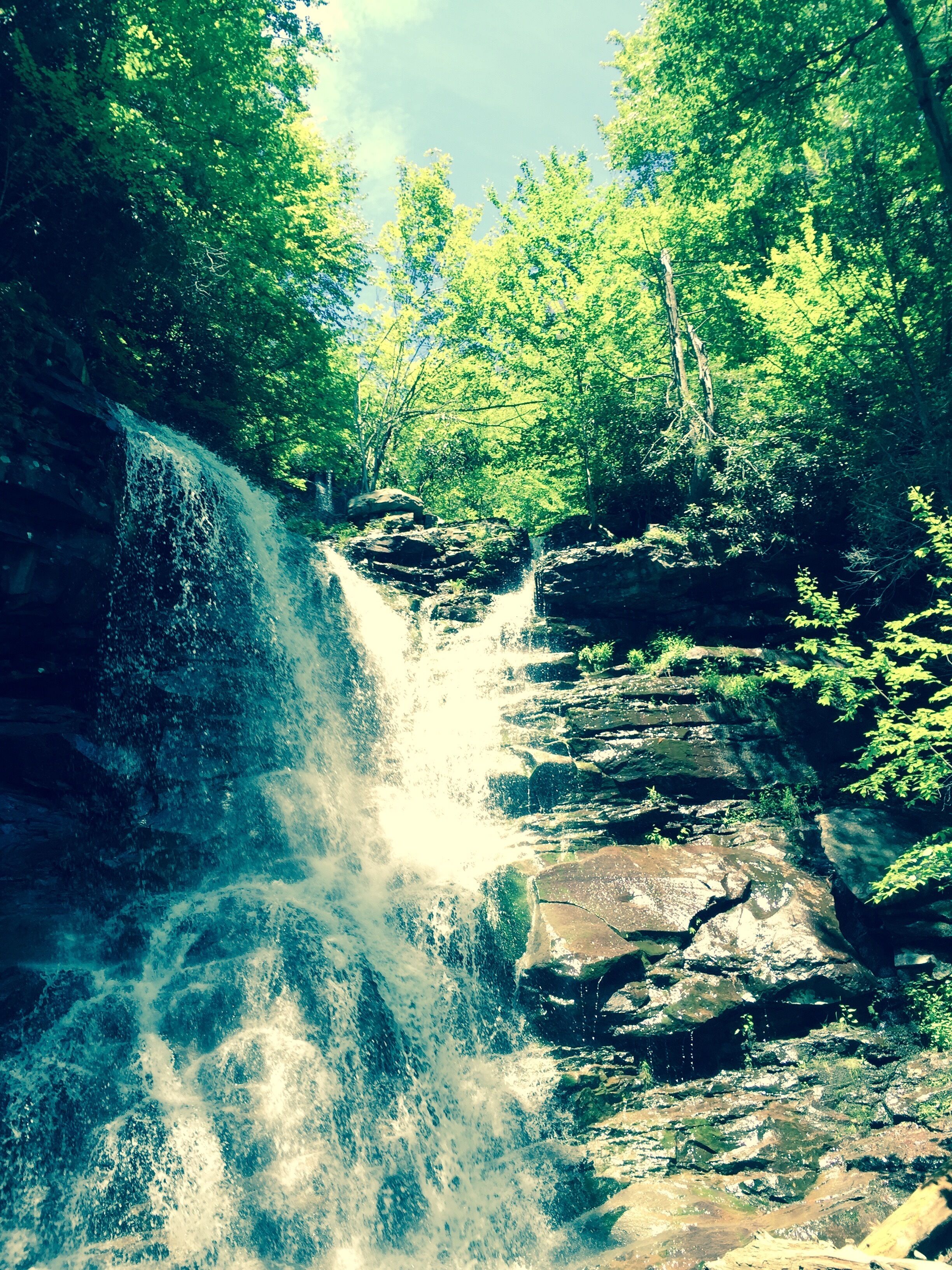 A waterfall surrounded by dense green foliage.