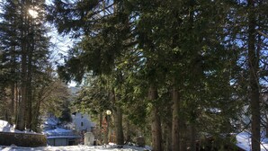 A snow-covered path with trees and a building in the background.