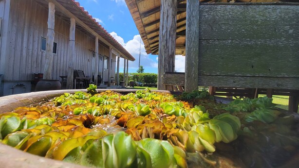 A rustic wooden building with a covered patio area. - Pension Snadun (Ginoza)
