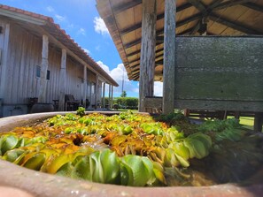 Private Vacation Home (AGARUN) | Terrace/patio - Pension Snadun (Ginoza)