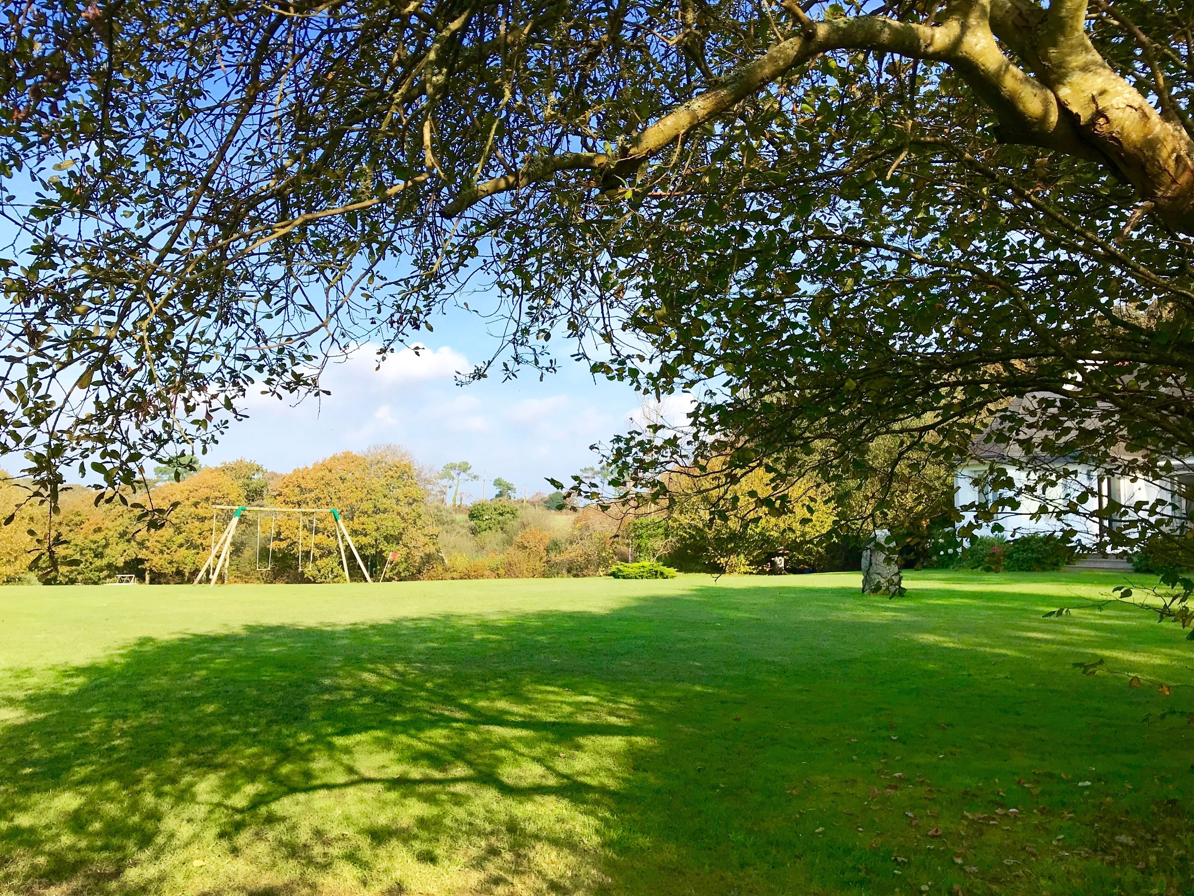 Een park met een schommel, een grote boom en een grasveld.