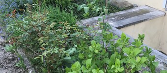 Där Bodensjön är vackrast - lägenhet för 2-4 personer.