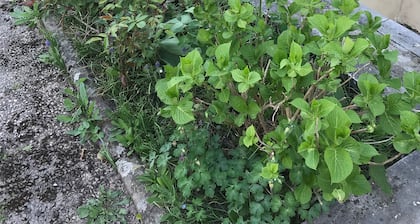 Wo der Bodensee am schönsten ist