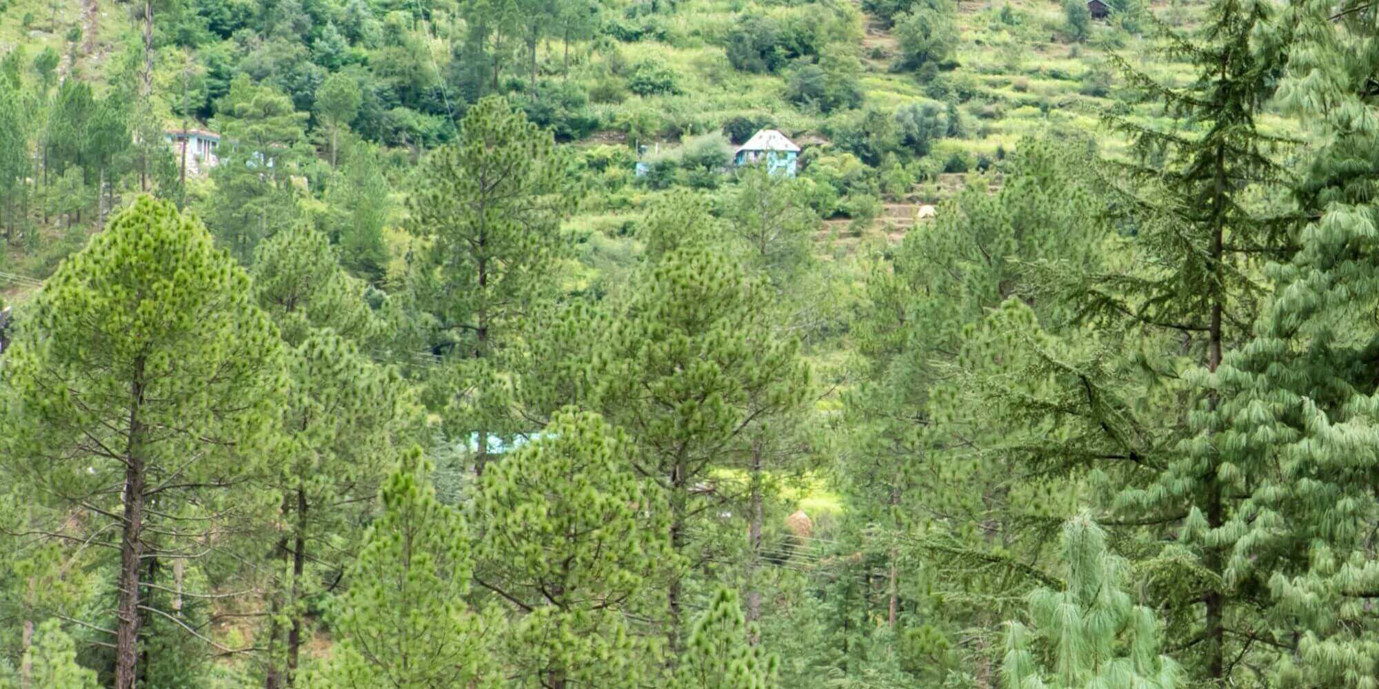 A forested area with a small building in the distance.