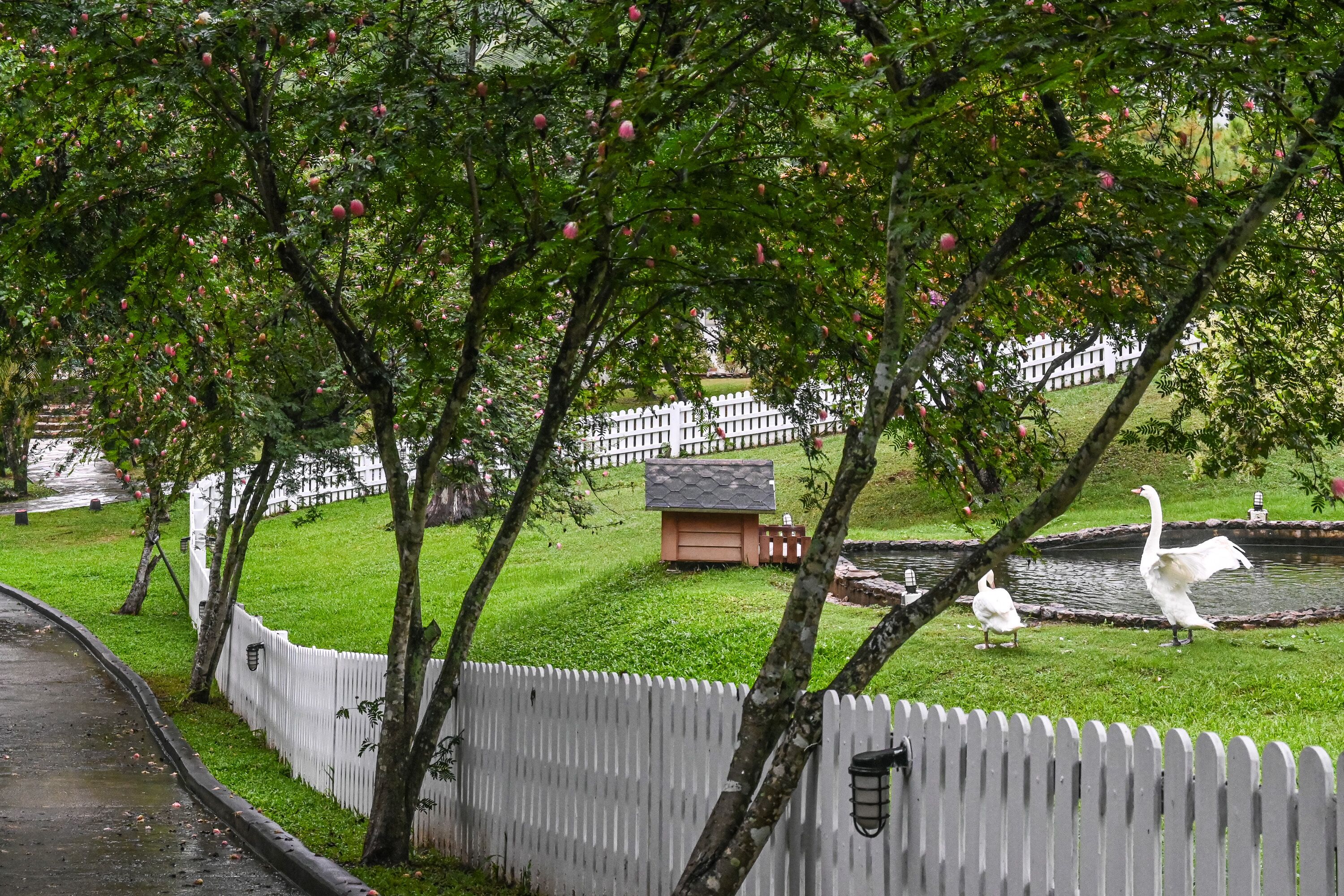 A park with a white picket fence, a pond, and swans.
