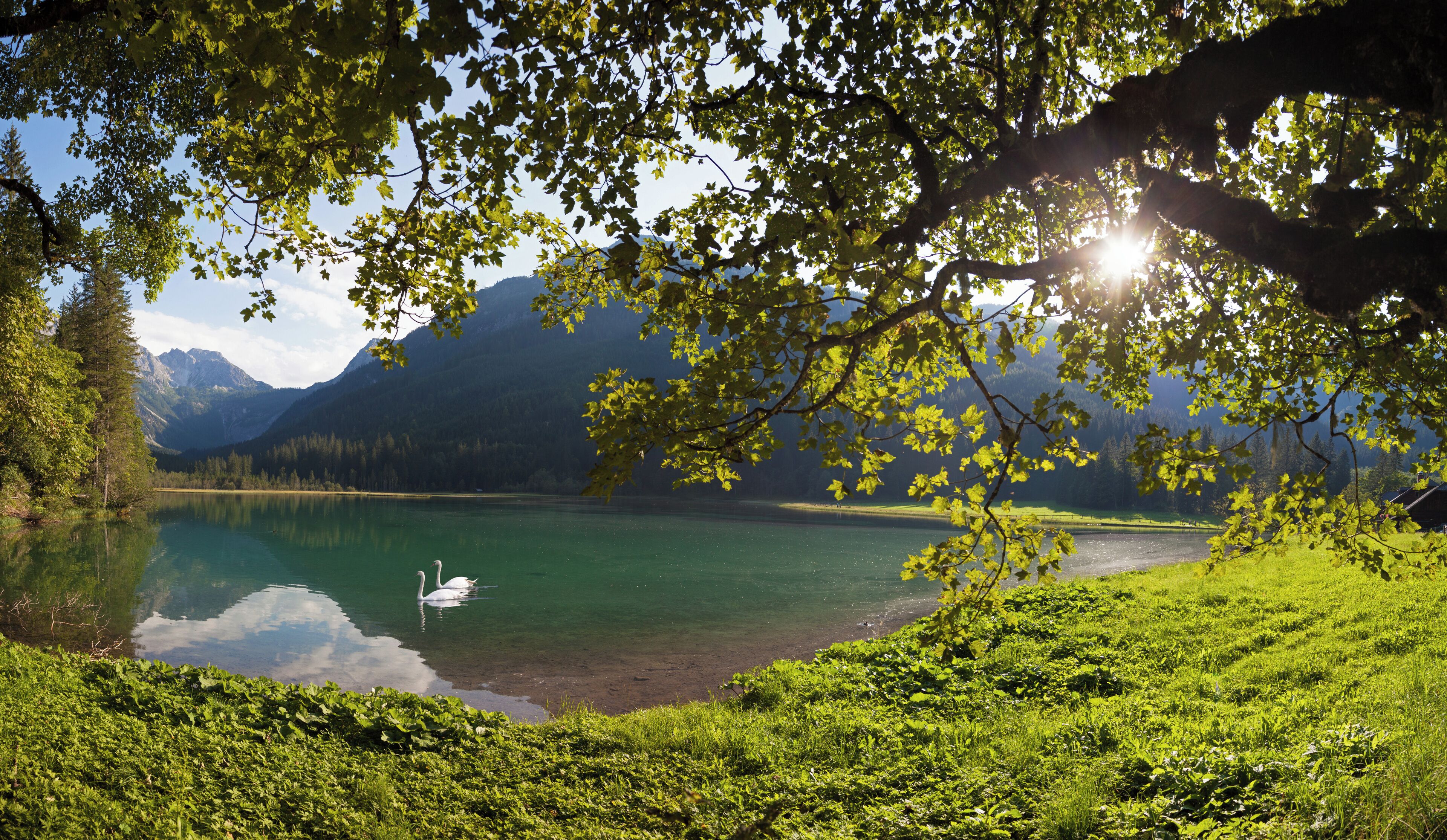 Un llac tranquil amb un cigne, envoltat de vegetació exuberant i muntanyes al fons.