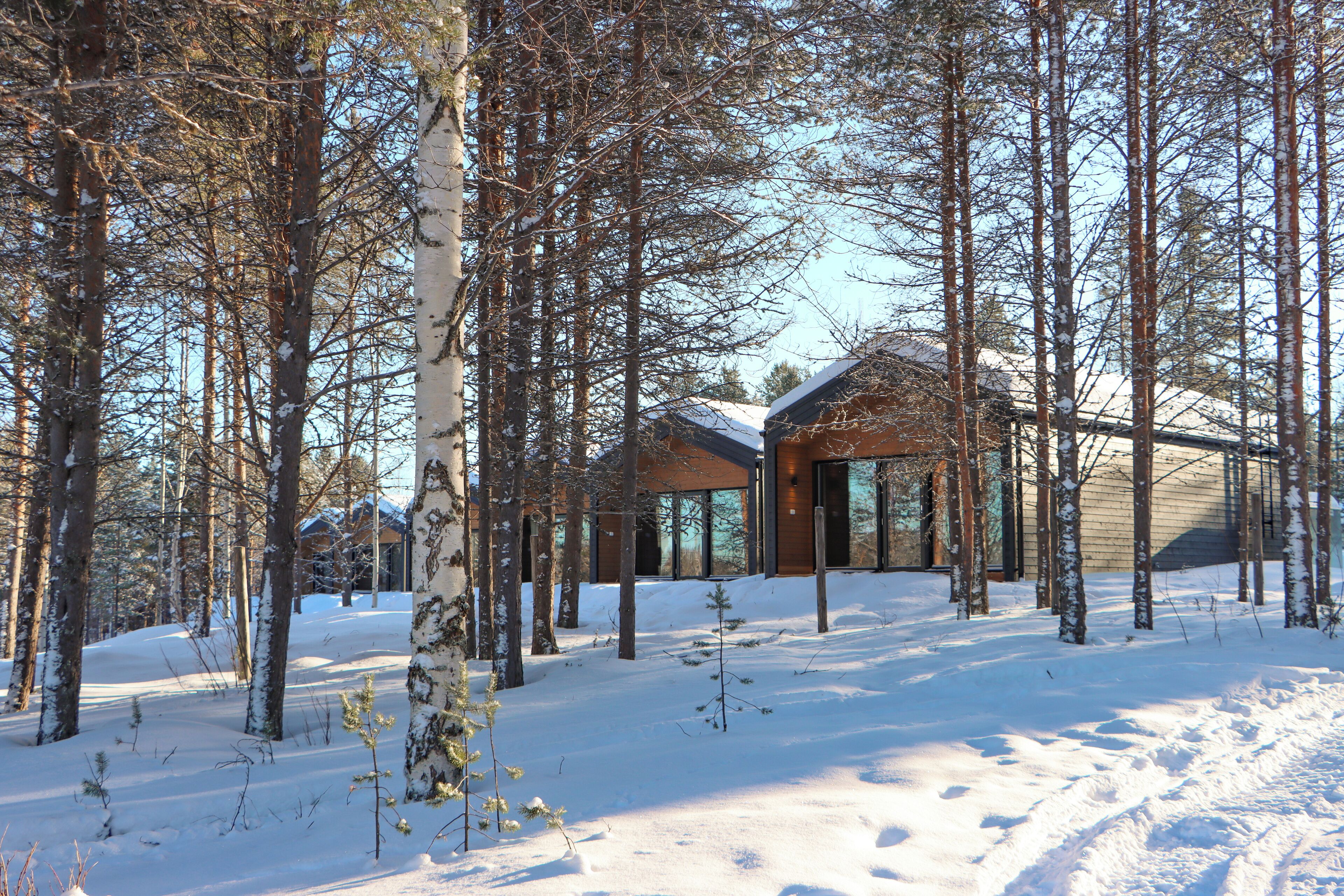 A modern building surrounded by tall trees in a snowy landscape.
