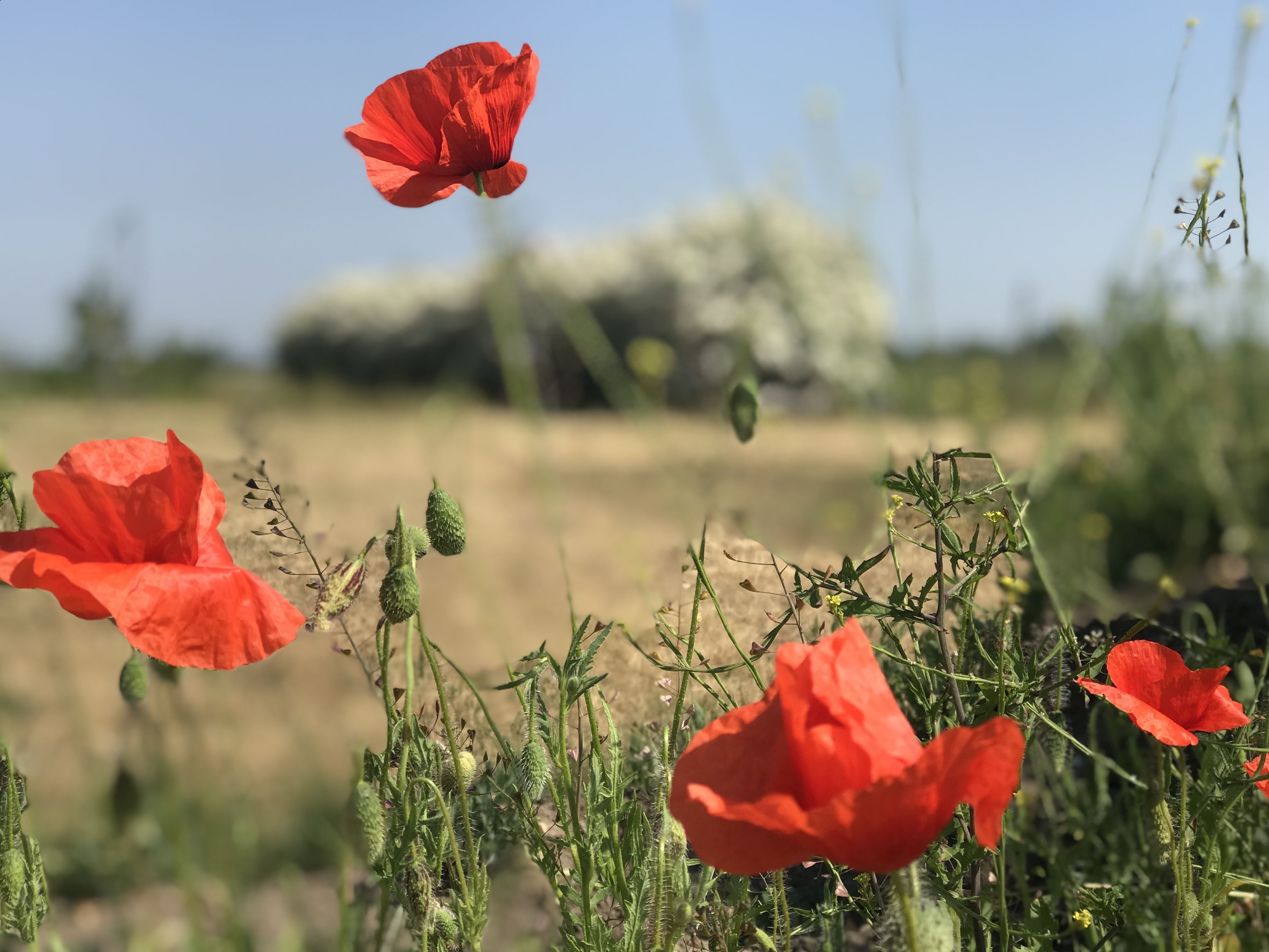 Ein Feld voller roter Mohnblumen, verschwommen im Hintergrund ein Fahrzeug und viel Grün.