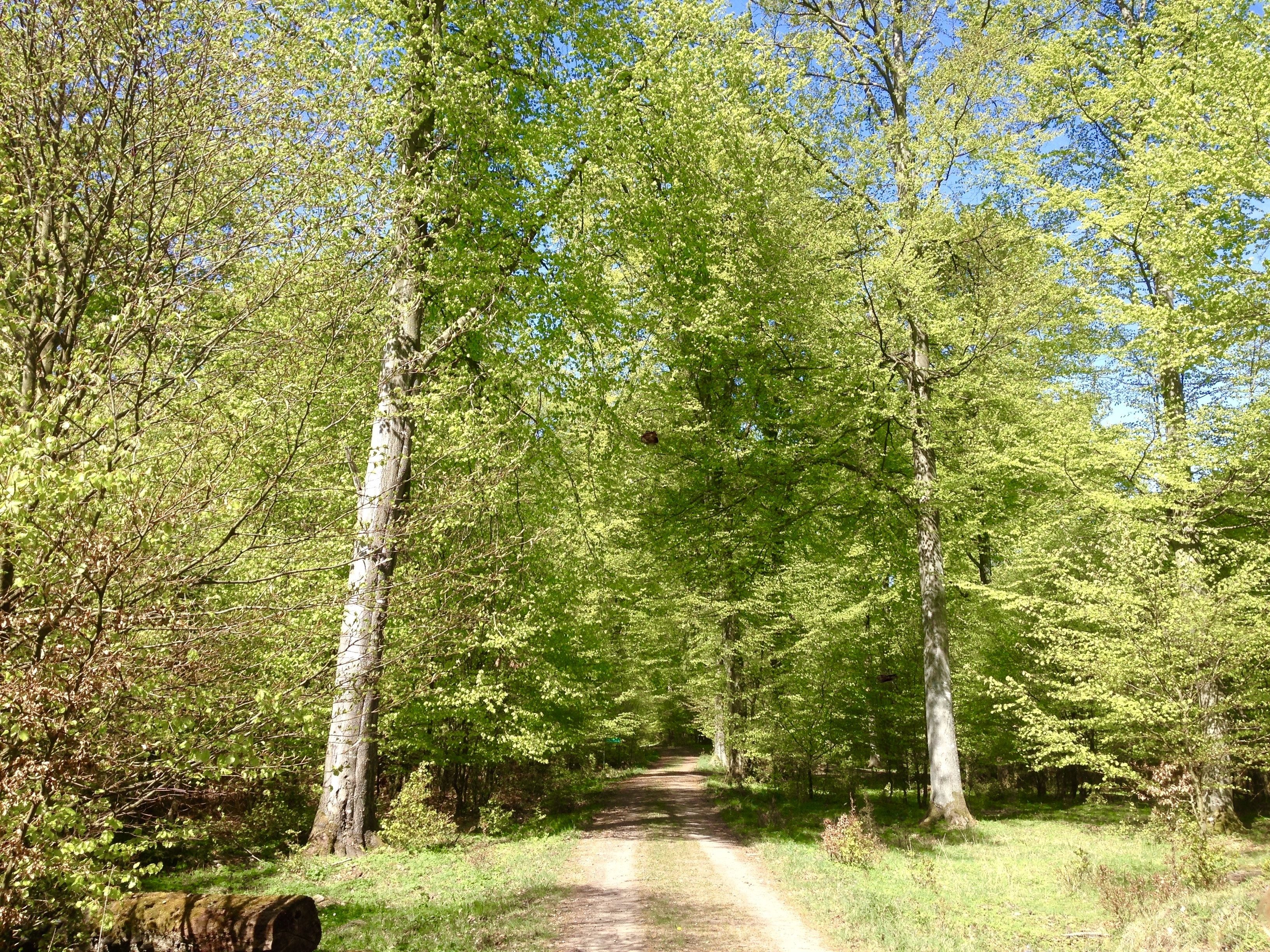 A forested path with tall trees and a clear sky.