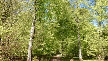 Un sendero boscoso bordeado de árboles altos y un cielo despejado.
