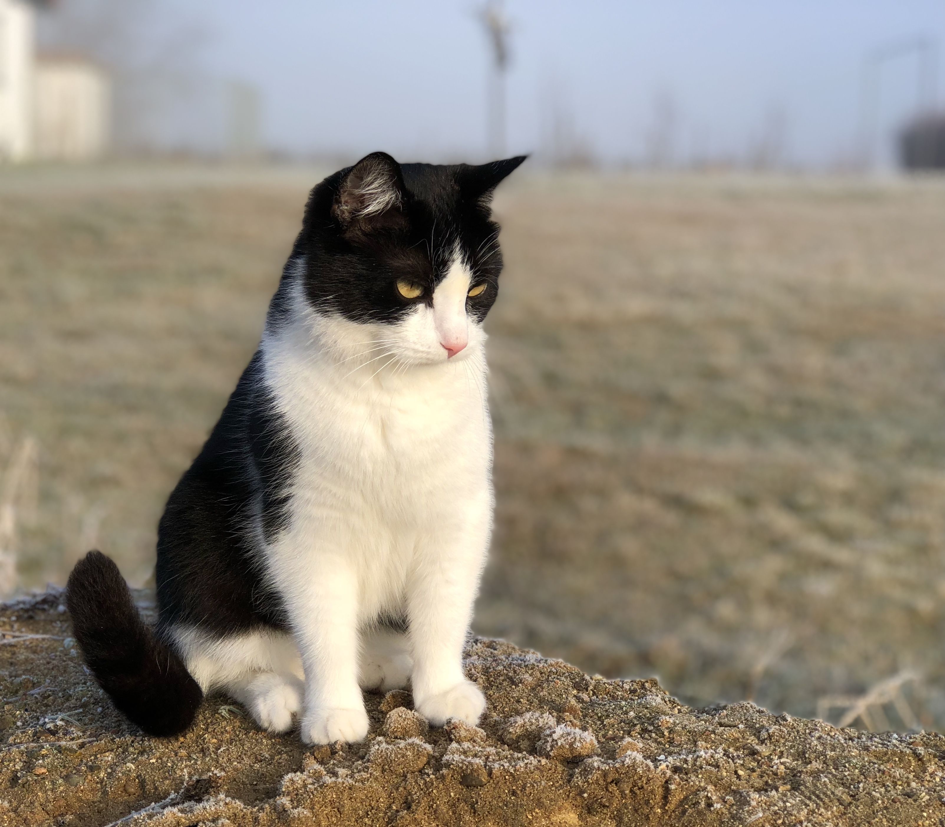 Un gato blanco y negro sentado sobre una roca.