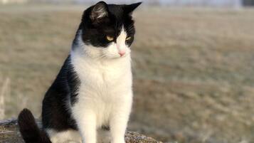 Un gato blanco y negro sentado sobre una roca.
