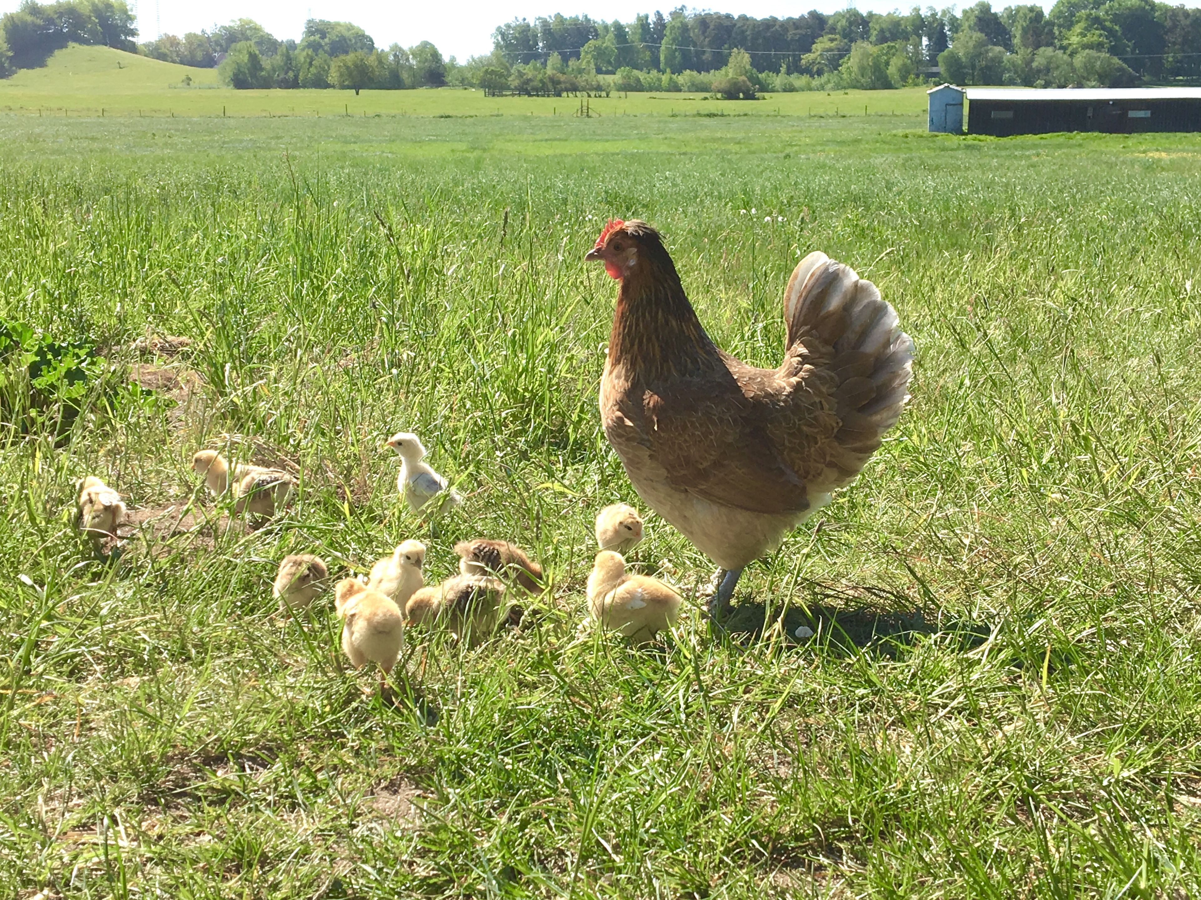 A chicken and chicks in a grassy field.