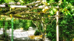 Uma pérgola com limoeiros, área de estar ao ar livre e um caminho de pedra.